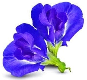 Blue Butterfly Pea Flower Tea, Herbal Tea, 25 Tea Bags, 100% Natural, Primum Quality, UK Seller