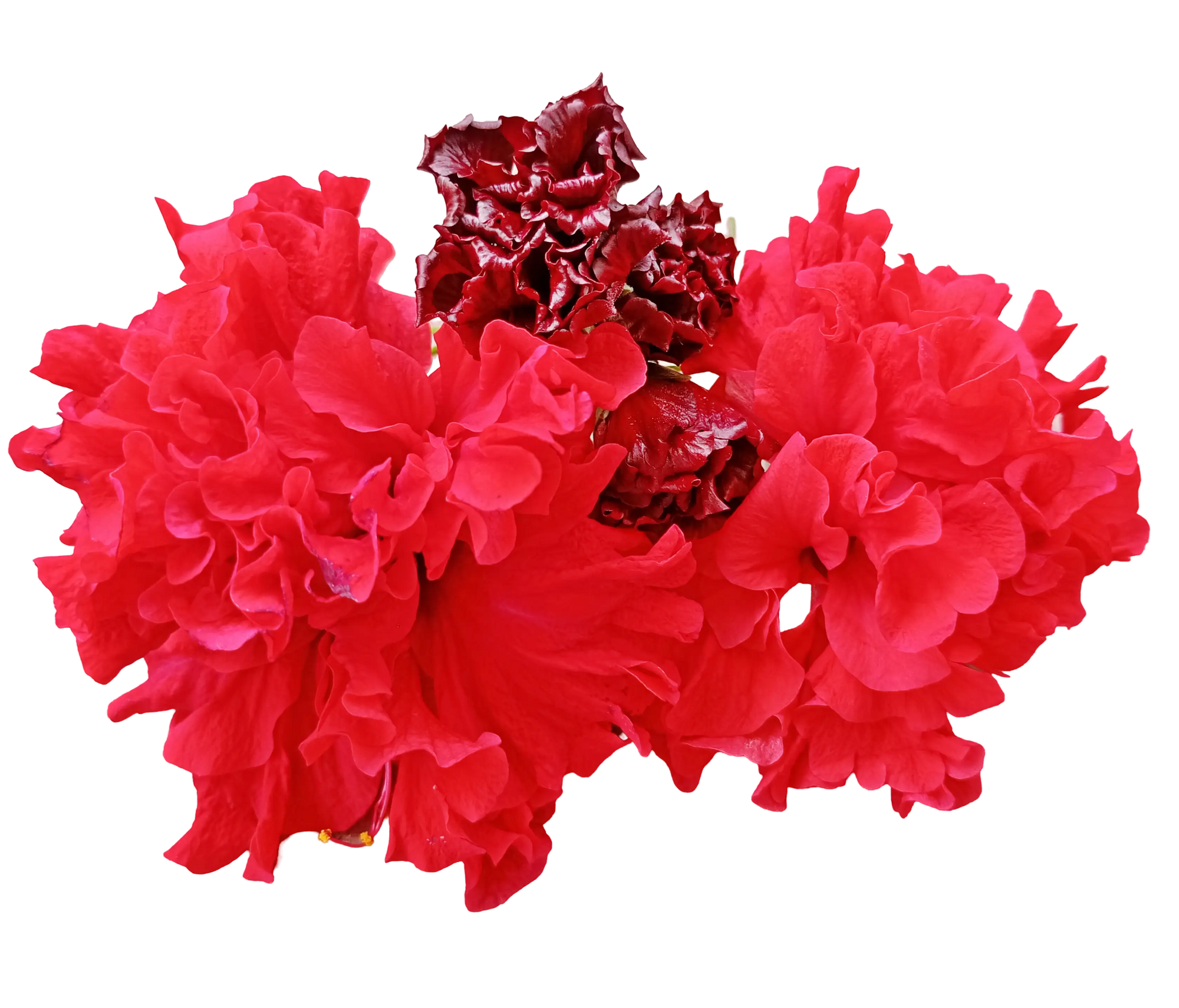 Hibiscus flower loose tea 50g