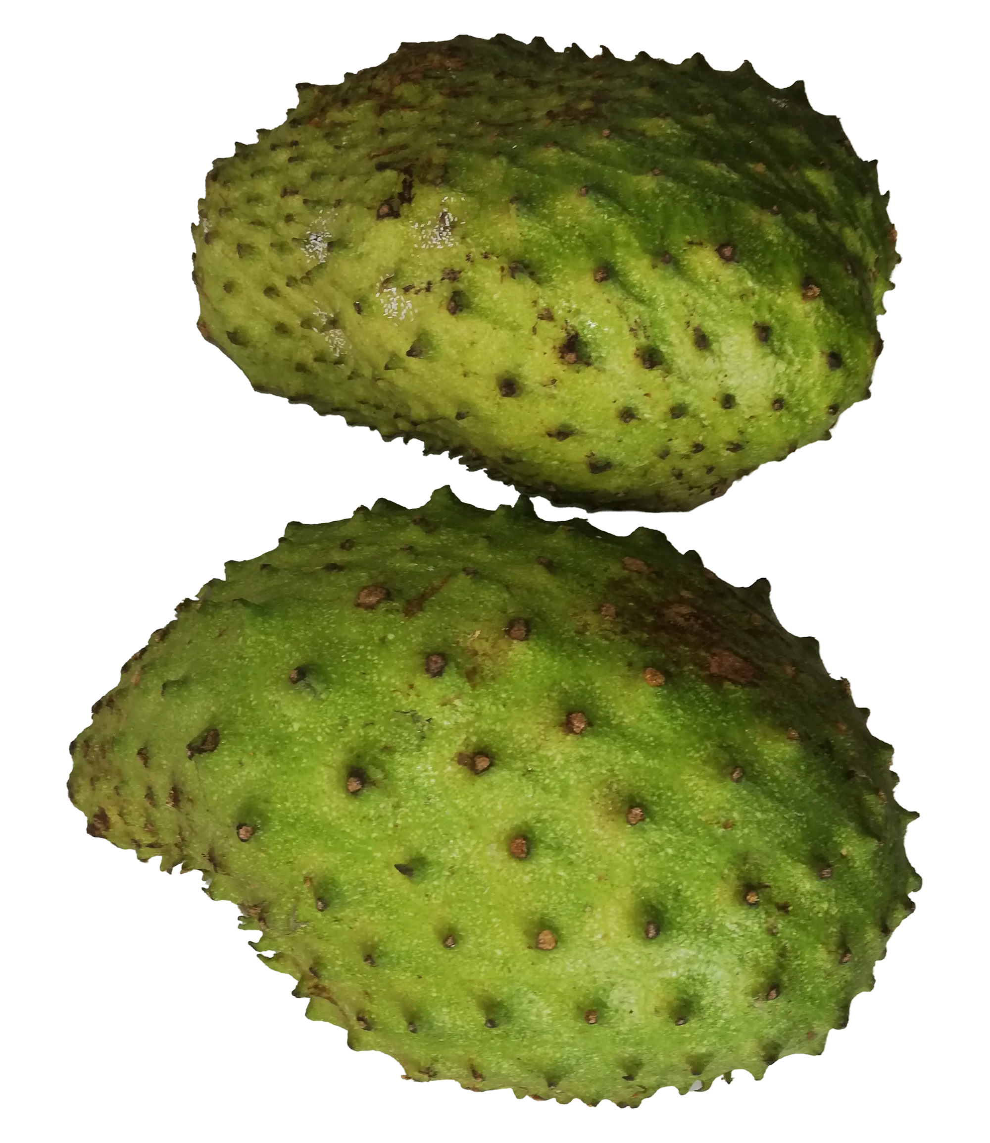 Soursop fruit powder 100g