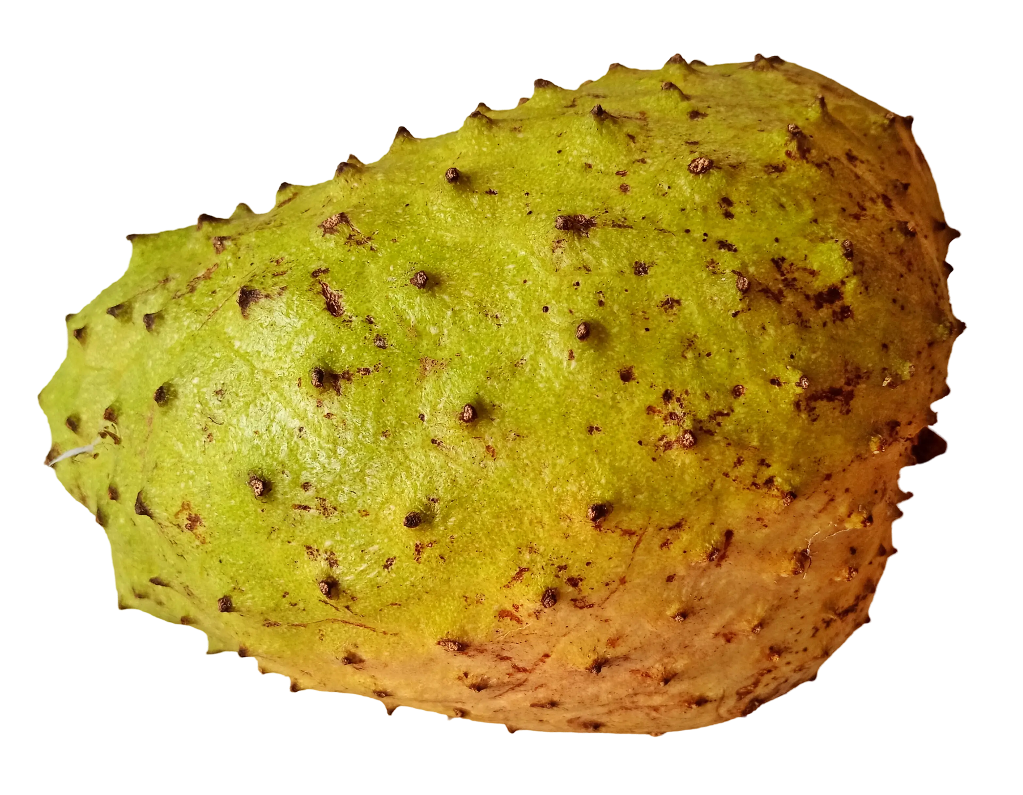 Soursop fruit powder 100g