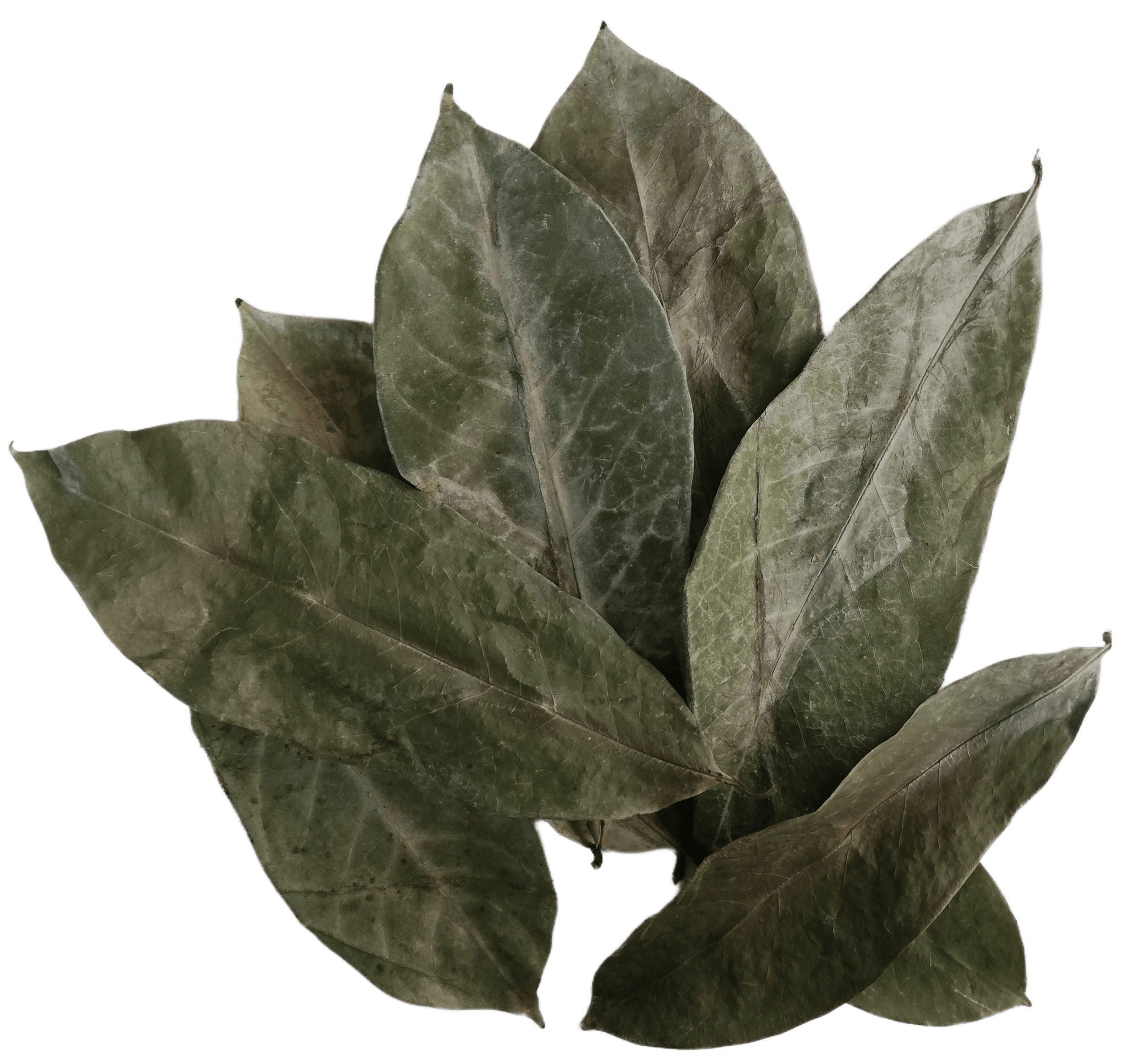 Soursop Leaves Tea, 25 Bags, Dried, Boost Immune System, Promotes Healthy Skin, Premium Grade