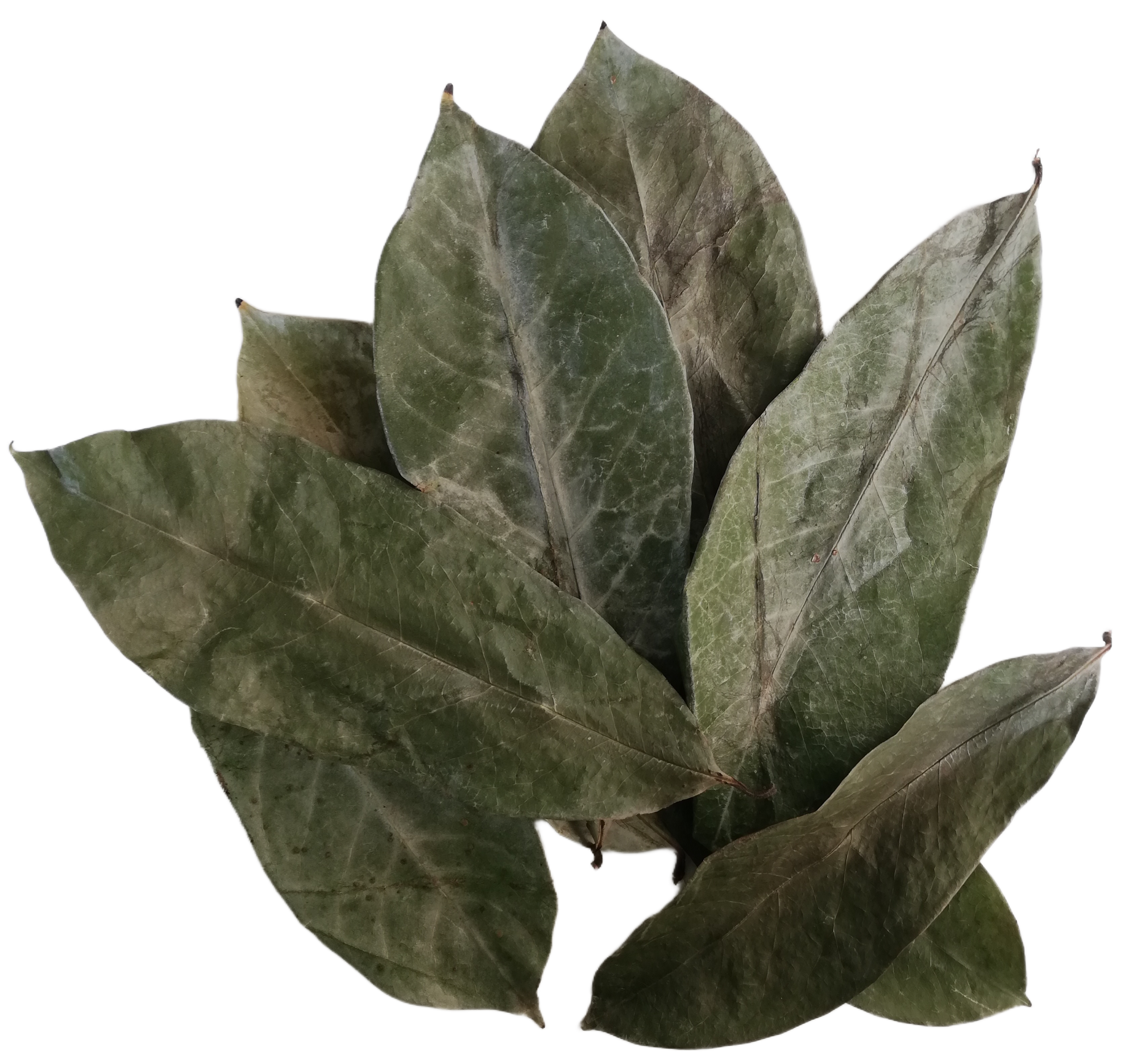 Soursop Leaves Powder, 250g / 8.8oz, Boost Immune System, Promotes Healthy Skin, Premium Grade, UK Seller