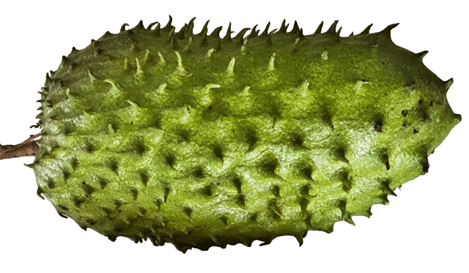 Soursop fruit powder 100g