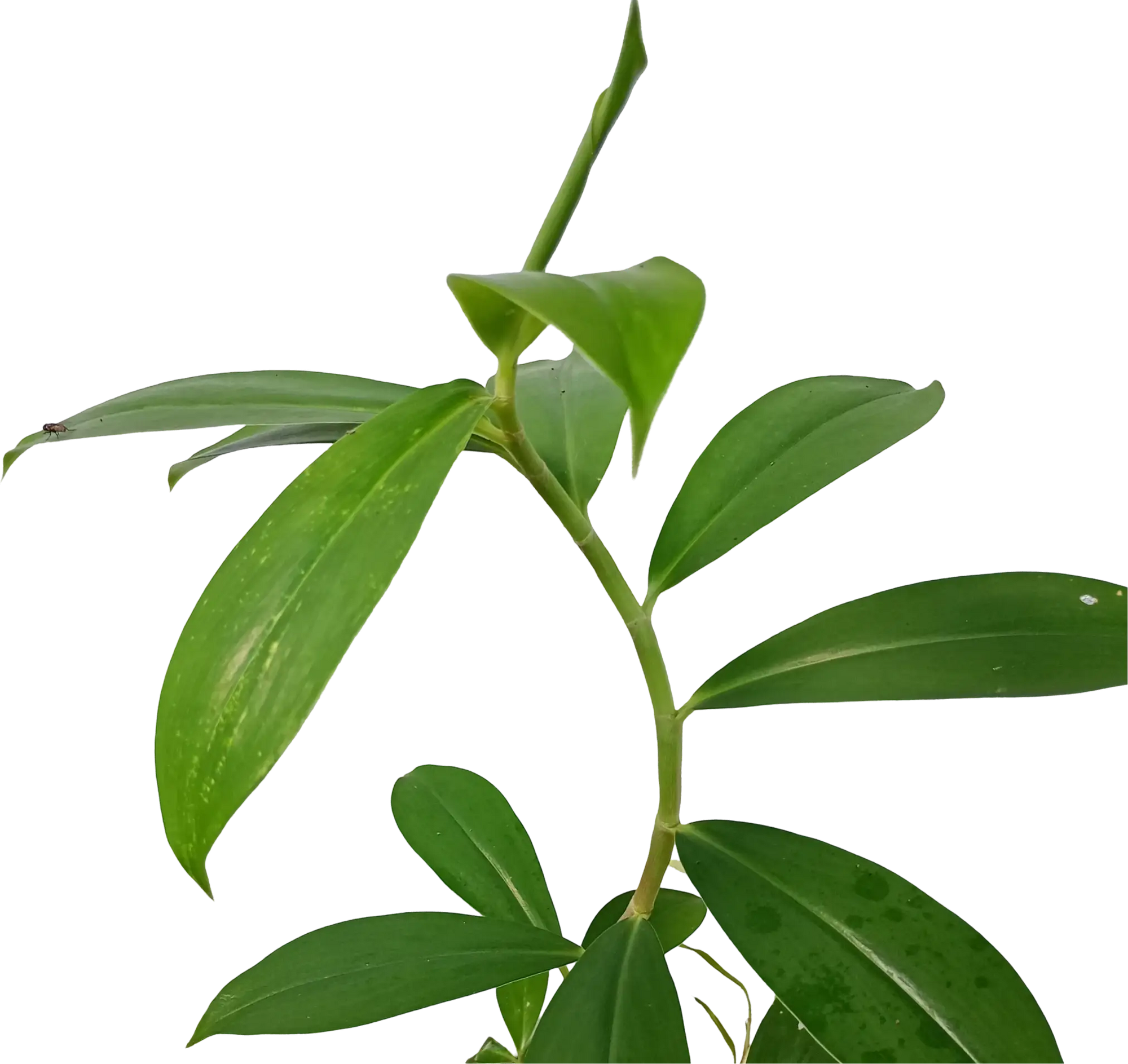 Tebu Leaf Tea, 25 Tea Bags, 100% Pure & Natural Herbal Tea, Dehydrated Ayurvedic Suppr Food