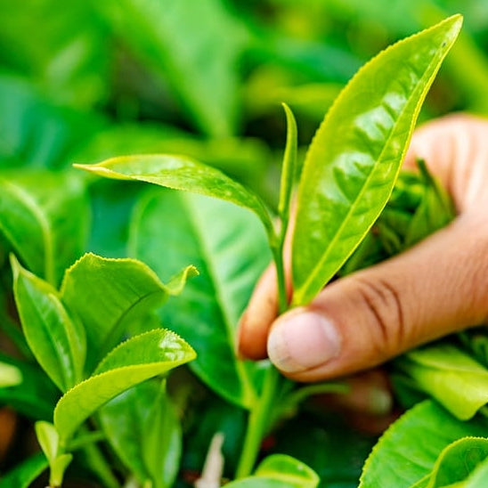 Green Tea Loose Leaf Tea 50g Handy Pack, Ceylon Pure Golden Green, Hand Crafted