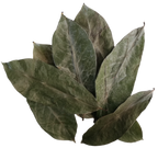 Soursop Leaves Powder, 250g / 8.8oz, Boost Immune System, Promotes Healthy Skin, Premium Grade, UK Seller