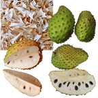 Soursop Fruit Slices, 100g, Dehydrated 100% Pure & Natural, Grade A Healthy Tasty Fruit Powder