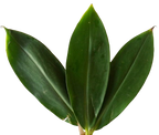 Tebu Leaf Tea, 25 Tea Bags, 100% Pure & Natural Herbal Tea, Dehydrated Ayurvedic Suppr Food