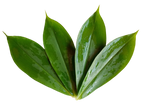 Tebu Leaf Tea, 25 Tea Bags, 100% Pure & Natural Herbal Tea, Dehydrated Ayurvedic Suppr Food