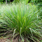 Lemongrass Curry Cut, 20g